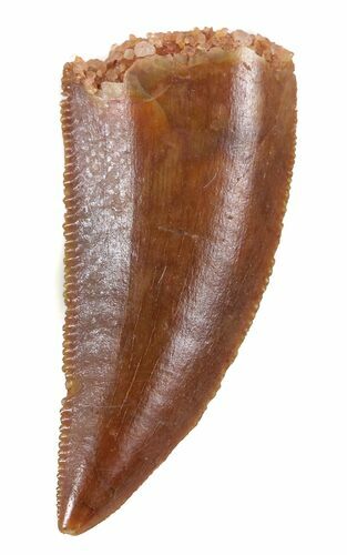 Serrated, Raptor Tooth - Morocco #57798